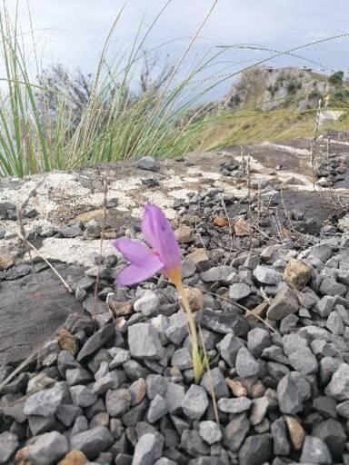 波利卡斯特罗巴森迪诺Daniela住宿加早餐旅馆 外观 照片